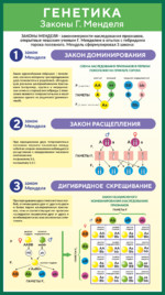 Стенд по биологии «Генетика. Законы Менделя»