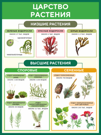 Стенд Царство растения для кабинета биологии